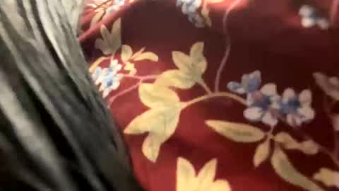 _catalina_linda_ok online show from 26, 10, 2025