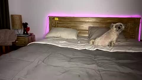 elisa online show from 15, 12, 2025