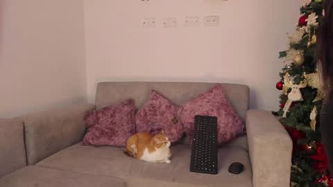 Snapshot of abbey_allen chatting on 14, 12, 2024 Abbey  IG abby allenn  04 December Online at  I will be on vacation dont forget me  See you soon   online show from 14, 12, 2024