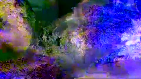 Snapshot of aestheticpleasure chatting on 19, 5, 2026 People call me AP online show from 19, 5, 2026