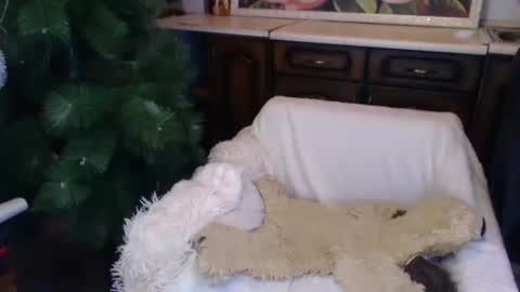 Snapshot of alenablack chatting on 15, 12, 2024 Luly online show from 15, 12, 2024