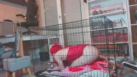 alexas_owned_bitch online show from 30, 5, 2026