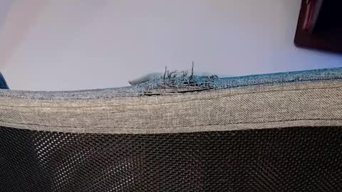 Shane online show from 1, 11, 2025