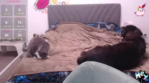 Anadirectgirl online show from 8, 1, 2026