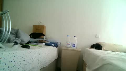 Snapshot of apixaba chatting on 11, 3, 2025 furry bear online show from 11, 3, 2025
