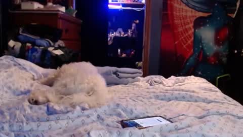 Snapshot of arabellajames444 chatting on 16, 12, 2024 ArabellaJames online show from 16, 12, 2024