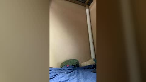 Axell online show from 5, 4, 2026