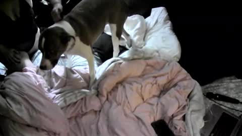 badassrider420 online show from 24, 11, 2025