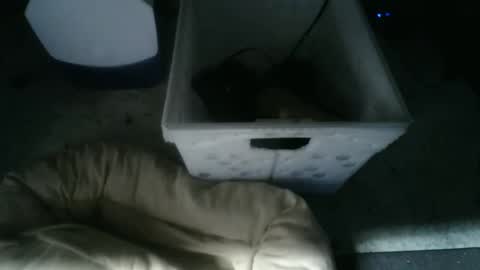 boton online show from 10, 11, 2025