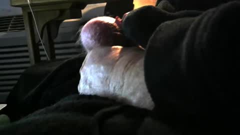 Snapshot of bear4146 chatting on 6, 12, 2024 bear4146 online show from 6, 12, 2024