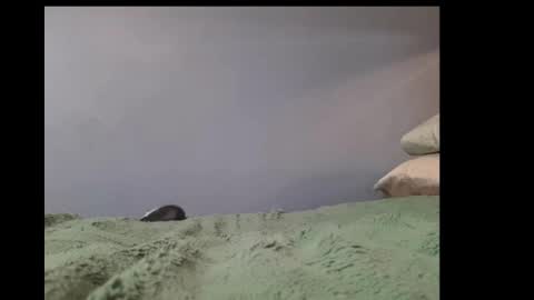 beobenshauna online show from 21, 2, 2025