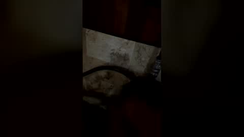 bichotaxxxs online show from 7, 2, 2026