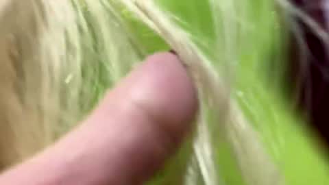 Snapshot of big_clit71 chatting on 1, 1, 2025 angela online show from 1, 1, 2025