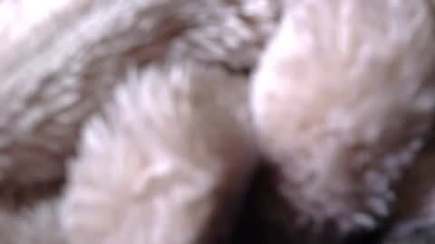 BigDad14140 online show from 26, 4, 2026