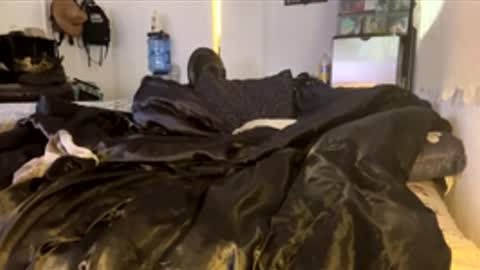 bigdickpapishampoo online show from 4, 2, 2026