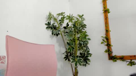   online show from 16, 12, 2025