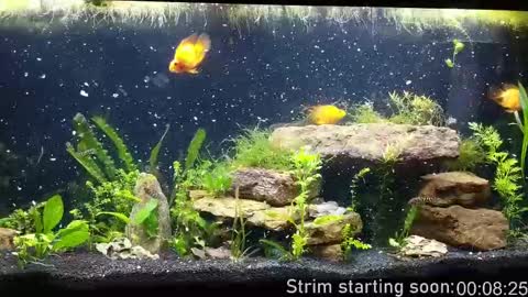 Snapshot of booker_baxton chatting on 30, 9, 2025 Booker Baxton online show from 30, 9, 2025