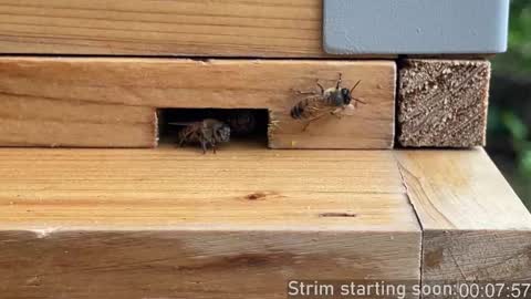 Snapshot of booker_baxton chatting on 3, 10, 2025 Booker Baxton online show from 3, 10, 2025