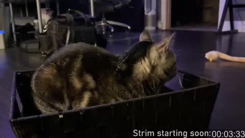 Snapshot of booker_baxton chatting on 11, 10, 2025 Booker Baxton online show from 11, 10, 2025