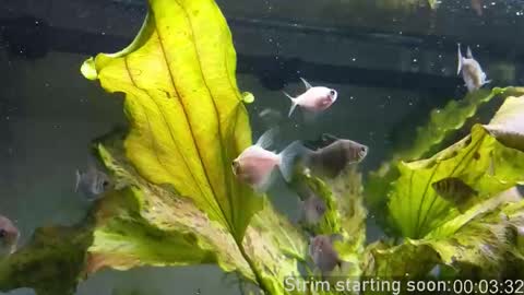 Snapshot of booker_baxton chatting on 15, 10, 2025 Booker Baxton online show from 15, 10, 2025