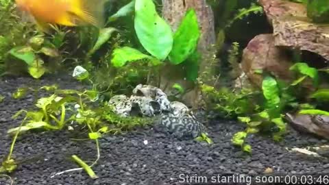 Snapshot of booker_baxton chatting on 16, 10, 2025 Booker Baxton online show from 16, 10, 2025