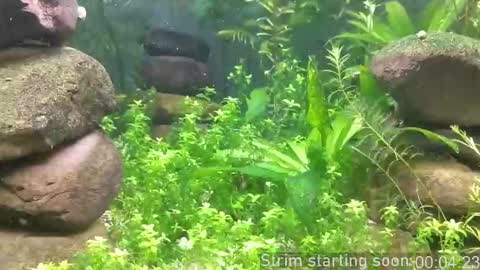 Snapshot of booker_baxton chatting on 19, 10, 2025 Booker Baxton online show from 19, 10, 2025