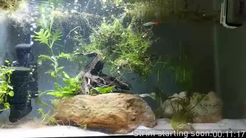 Snapshot of booker_baxton chatting on 1, 11, 2025 Booker Baxton online show from 1, 11, 2025