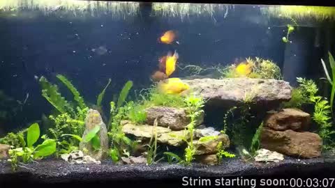 Booker Baxton online show from 19, 12, 2025