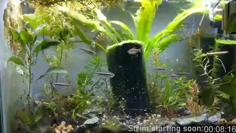 Booker Baxton online show from 23, 12, 2025