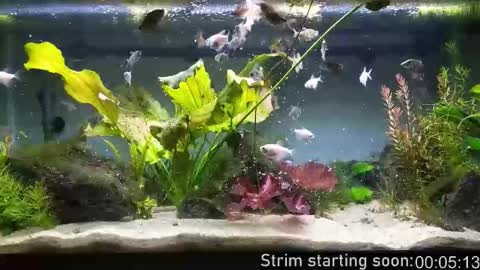 Snapshot of booker_baxton chatting on 15, 1, 2026 Booker Baxton online show from 15, 1, 2026