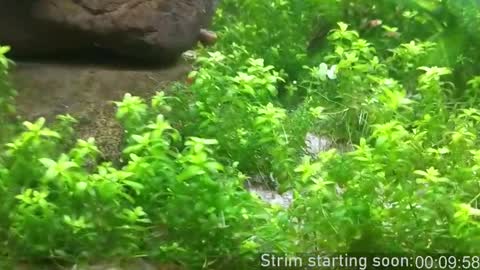 Snapshot of booker_baxton chatting on 17, 2, 2026 Booker Baxton online show from 17, 2, 2026