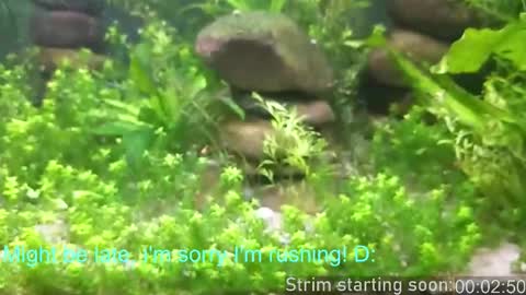 Snapshot of booker_baxton chatting on 19, 2, 2026 Booker Baxton online show from 19, 2, 2026