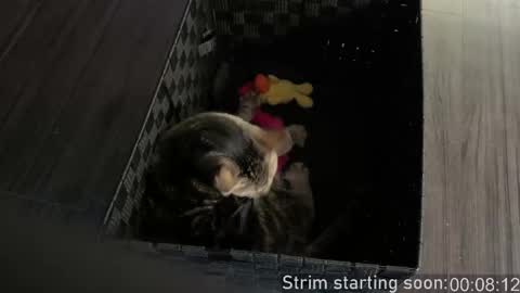 Snapshot of booker_baxton chatting on 24, 2, 2026 Booker Baxton online show from 24, 2, 2026