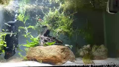 Booker Baxton online show from 25, 3, 2026