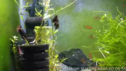 Booker Baxton online show from 3, 4, 2026