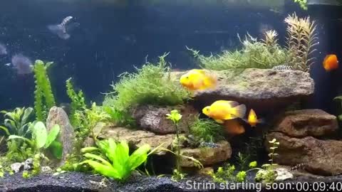 Booker Baxton online show from 11, 4, 2026