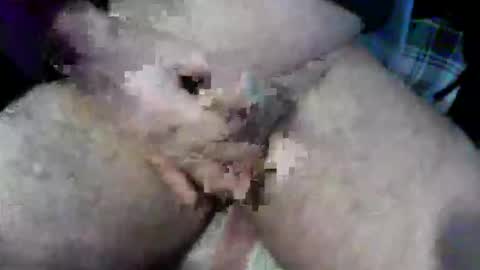 Snapshot of bossram160 chatting on 9, 10, 2025 bossram160 online show from 9, 10, 2025