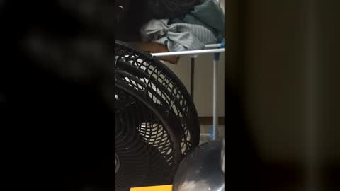 brdeaf2026 online show from 7, 1, 2026