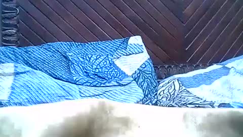 Josh online show from 28, 12, 2024