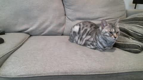 Buck online show from 3, 3, 2025