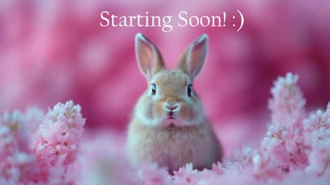 Stella online show from 11, 5, 2026