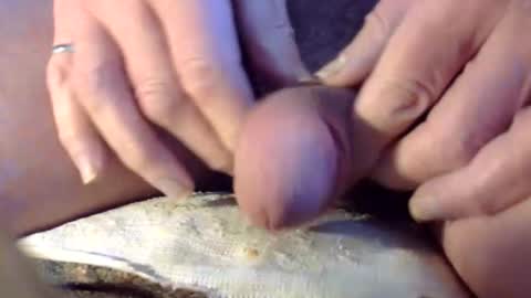 Cancock online show from 1, 3, 2026