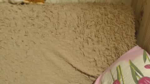 Snapshot of candylady136 chatting on 18, 12, 2024 say meow and send tip online show from 18, 12, 2024