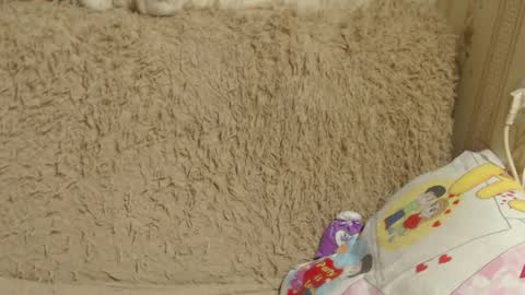 Snapshot of candylady136 chatting on 26, 12, 2024 say meow and send tip online show from 26, 12, 2024