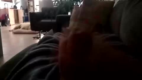 carlitito1 online show from 23, 11, 2025