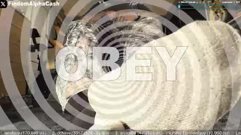 Master Grey online show from 15, 5, 2026
