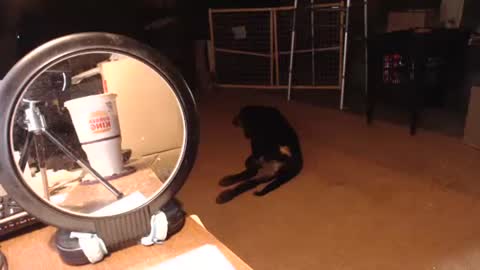 cat online show from 11, 9, 2025