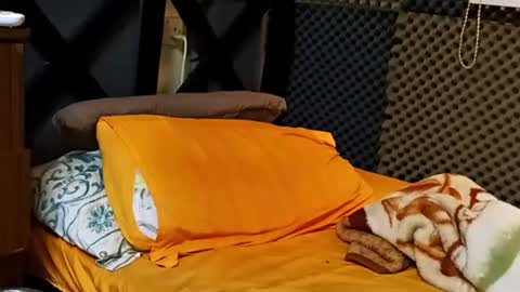 cezar online show from 18, 9, 2025