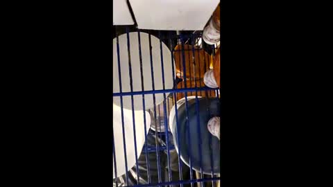 Snapshot of cheffydl chatting on 15, 12, 2025 cheffydl online show from 15, 12, 2025