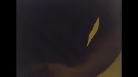 cobra1092 online show from 2, 2, 2026